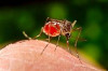 Thumbnail of Early Symptoms of Dengue Fever