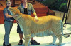Thumbnail of Biggest Cat in World Guinness Records