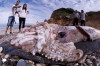 Thumbnail of 30-Foot Giant Squid Found in Cantabria Beach Spain (Video)