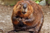 Thumbnail of Why Should you Thank Beaver First Before Eating your Favorite Vanilla Ice Cream?