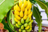 Thumbnail of Benefits Of Bananas