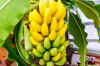 Benefits Of Bananas Thumbnail of Benefits Of Bananas