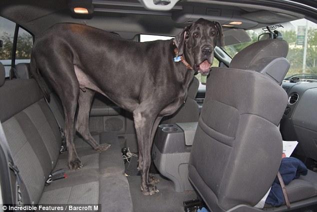 largest dog in world. World#39;s Tallest Dog Ever