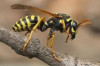 Thumbnail of How to Treat a Wasp or Hornet Sting