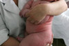 Thumbnail of World’s Fattest Baby at Birth – Heaviest Baby Ever Born