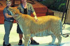 Biggest Cat in World Guinness Records Thumbnail of Biggest Cat in World Guinness Records