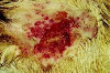 How to Treat a Dog’s Hot Spot Thumbnail of How to Treat a Dog’s Hot Spot