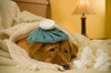 How to Treat a Dog / Puppy with Fever Thumbnail of How to Treat a Dog / Puppy with Fever