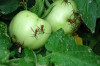 How to Get Rid of Stink Bugs in the House Thumbnail of How to Get Rid of Stink Bugs in the House