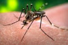 Best Medicine for Dengue Fever Thumbnail of Best Medicine for Dengue Fever