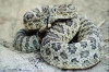 Thumbnail of First Aid for Rattlesnake Bite