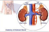 How to Prevent Addison’s Disease Thumbnail of How to Prevent Addison’s Disease