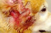 How to Treat Hot Spots on Dogs Thumbnail of How to Treat Hot Spots on Dogs