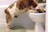 How to Make a Dog Vomit Using Salt Thumbnail of How to Make a Dog Vomit Using Salt