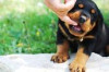 Thumbnail of How to Stop Your Puppy from Nipping