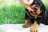 How to Stop Your Puppy from Nipping Thumbnail of How to Stop Your Puppy from Nipping