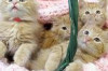 How to Travel with Kittens Thumbnail of How to Travel with Kittens