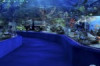 How to Go to Manila Ocean Park Thumbnail of How to Go to Manila Ocean Park
