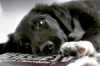 How Dangerous is Chocolate for Dogs? Thumbnail of How Dangerous is Chocolate for Dogs?