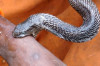 Home Remedies for Snake Bite Thumbnail of Home Remedies for Snake Bite