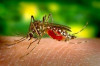 Thumbnail of Yellow Fever Causes, Signs & Symptoms, and Treatment