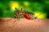 Yellow Fever Causes, Signs & Symptoms, and Treatment Thumbnail of Yellow Fever Causes, Signs & Symptoms, and Treatment