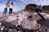 30-Foot Giant Squid Found in Cantabria Beach Spain (Video) Thumbnail of 30-Foot Giant Squid Found in Cantabria Beach Spain (Video)