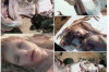 Photo of Mermaid Goes Viral on Facebook and Other Social Media Sites Thumbnail of Photo of Mermaid Goes Viral on Facebook and Other Social Media Sites