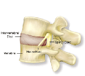 Intervertebral discs