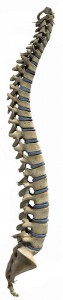 Spinal Column  & Stretching Exercises