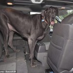 Biggest Dog George Barely Fits in SUV