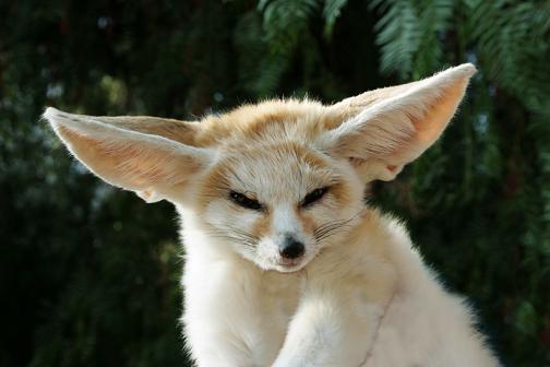 Exotic Live Pets for Sale - Fennec Foxes