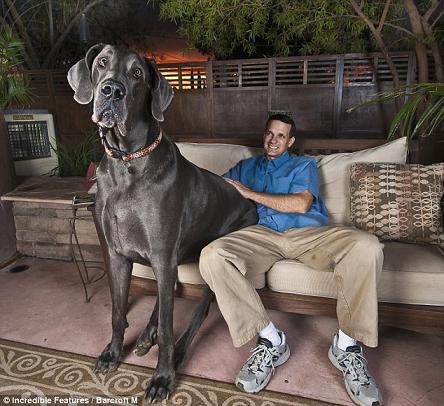 George - Worlds Tallest Grate Dane Dog
