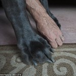 Giant George Dog's Giant Feet