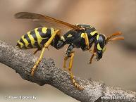 Treating a Wasp or Hornet Sting