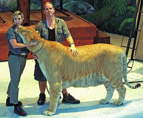 Hercules World's Biggest Cat