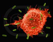 foods that boost immune system