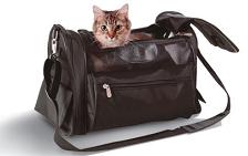 travel with cats