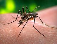 Best Medicine for Dengue Fever