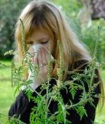 how to treat ragweed allergy