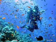 Best Places in the World to Scuba Dive