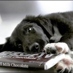 dogs eating chocolate