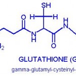 increase glutathione level