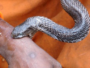snake bite home remedies